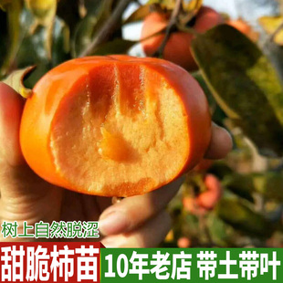 太秋甜柿苗 嫁接柿子苗 日本无核特大脆甜柿子树苗果树南北方种植