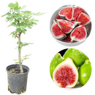 无花果树苗波姬红青皮芭劳奈金傲芬无花果当年结果盆地栽南北方种