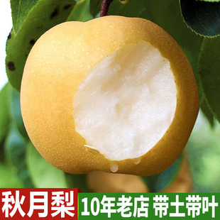 秋月梨嫁接树苗 晚熟果树苗梨苗梨子大果庭院盆栽地栽南北方种植