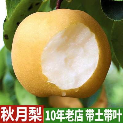 秋月梨嫁接树苗大果南北方种植