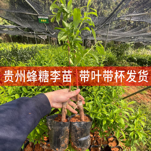 李子三华早熟水果盆栽地栽