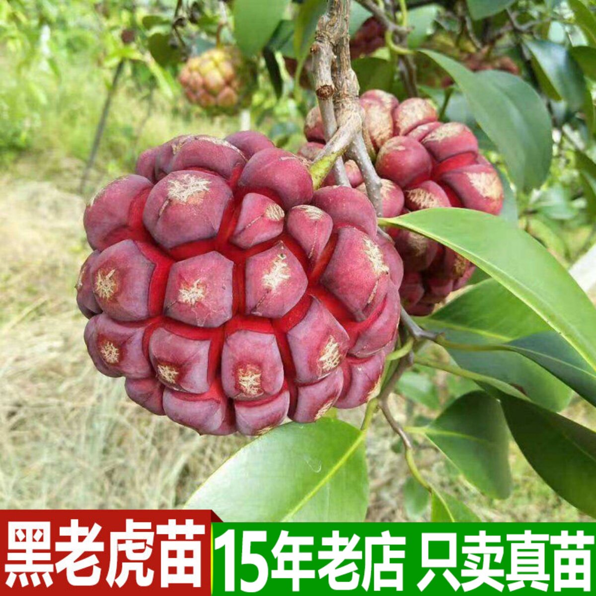 黑老虎苗黑老虎树苗布福娜南方种植爬藤大血藤果果树果苗当年结果