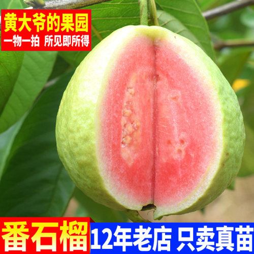 番石榴苗台湾红心西瓜芭乐苗