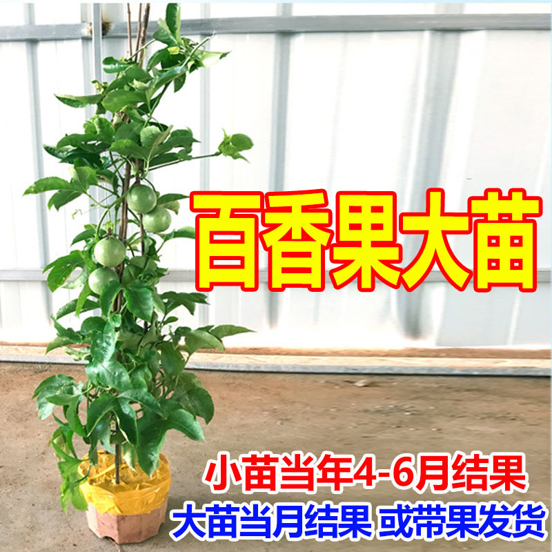 百香果苗 钦蜜九号黄金百香果苗 纯甜爬藤特大嫁接苗当年四季结果