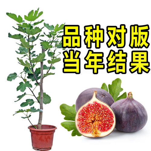 无花果苗波姬红盆栽南北方种植