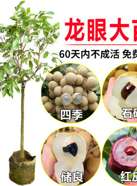 龙眼树苗 桂圆苗石硖龙眼苗四季龙眼苗 盆栽地栽果树苗 带果发货