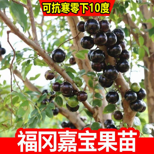 嘉宝果大苗树葡萄苗抗寒耐寒福冈四季嘉宝果树苗当年结果带果发货