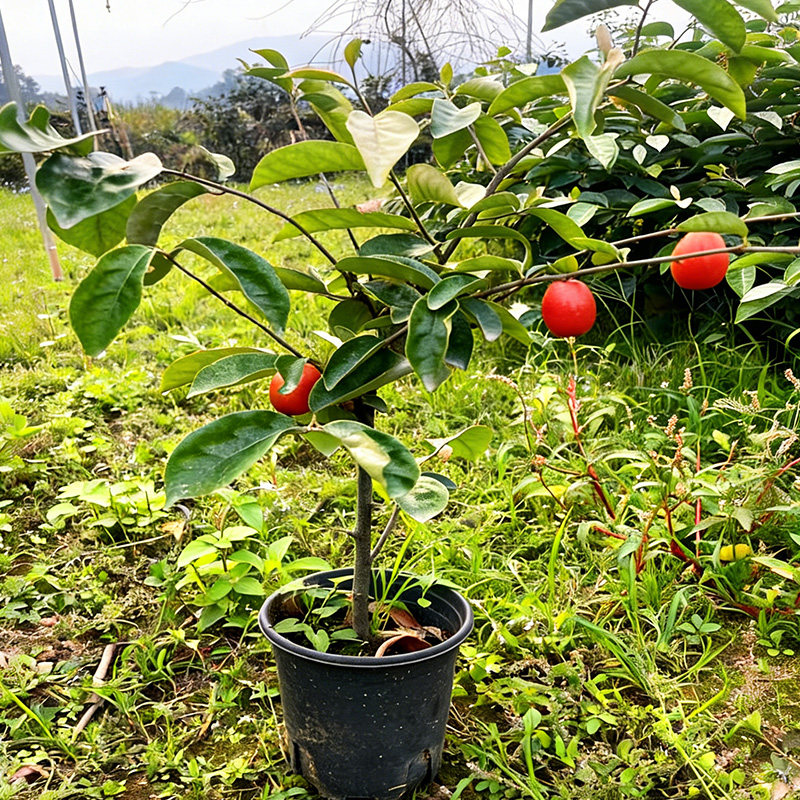羊奶果苗羊奶果树苗胡颓子果树苗盆栽地载庭院阳台种