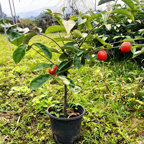 羊奶果苗树苗盆栽地载庭院阳台种