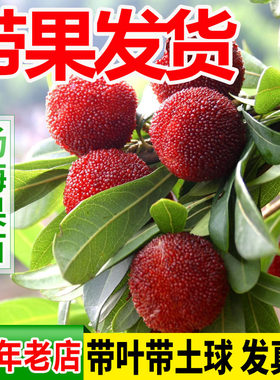 东魁早熟杨梅苗嫁接苗
