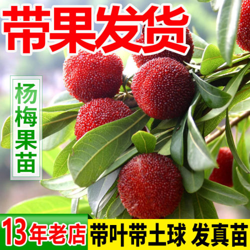 东魁早熟杨梅苗嫁接苗