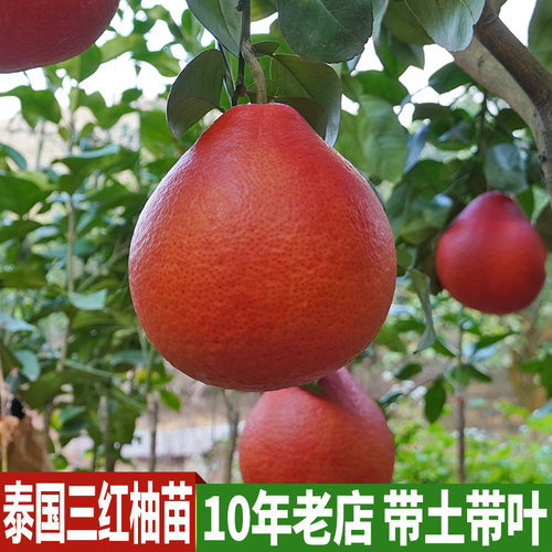 泰国红宝石青柚嫁接苗新品