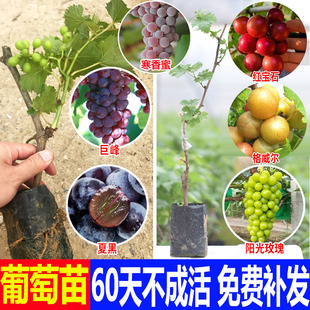 葡萄苗 寒香蜜夏黑巨峰尼娜皇后阳台种植果树苗红宝石圆叶葡萄苗
