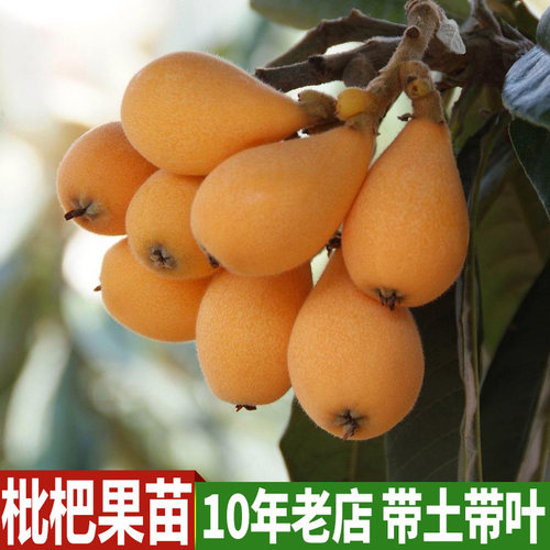枇杷苗 大五星枇杷树苗 南方北方白沙甜枇杷庭院盆栽嫁接果树苗木 - 封面