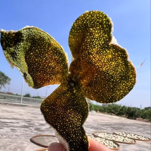 2025新会西甲产区大红鲜果 收藏级正宗新会陈皮鲜果 果园现摘现发