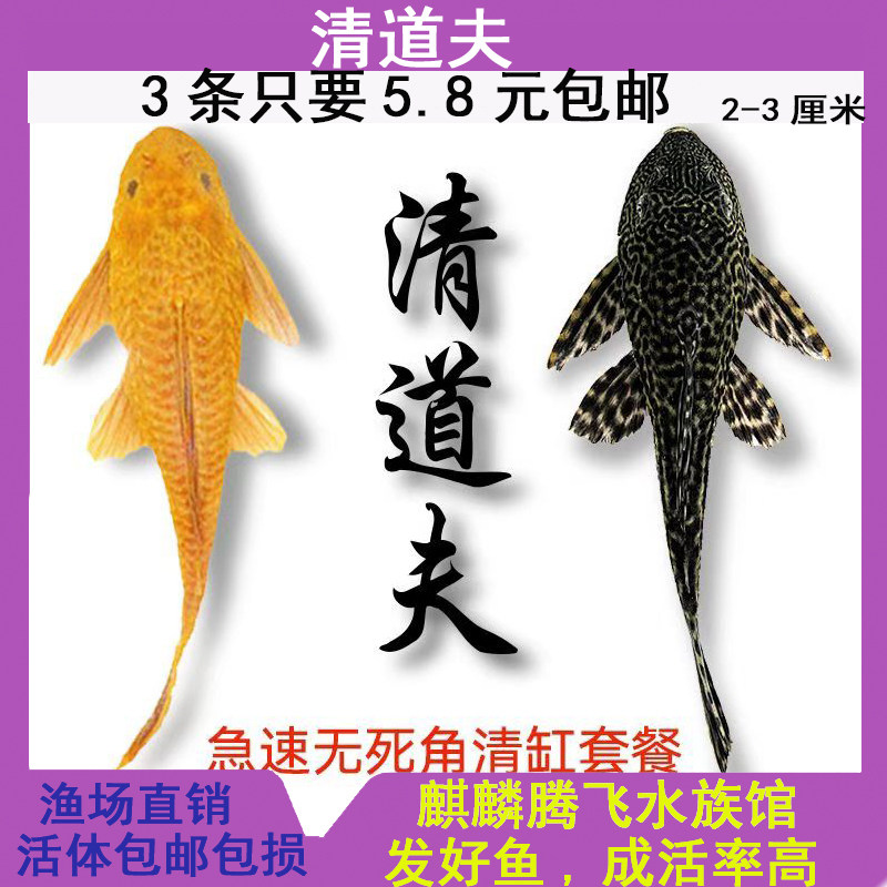 清洁鱼清道夫大黄金鳅观赏鱼金苔鼠淡水鱼草缸鱼缸锦鲤草金金鱼苗