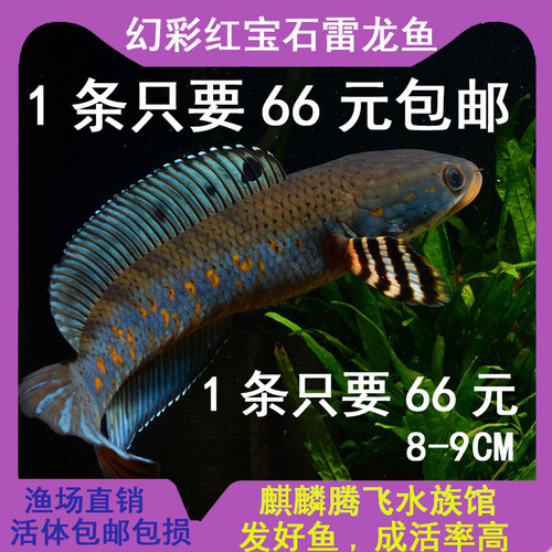 精选幻彩红宝石雷龙鱼黄嘴