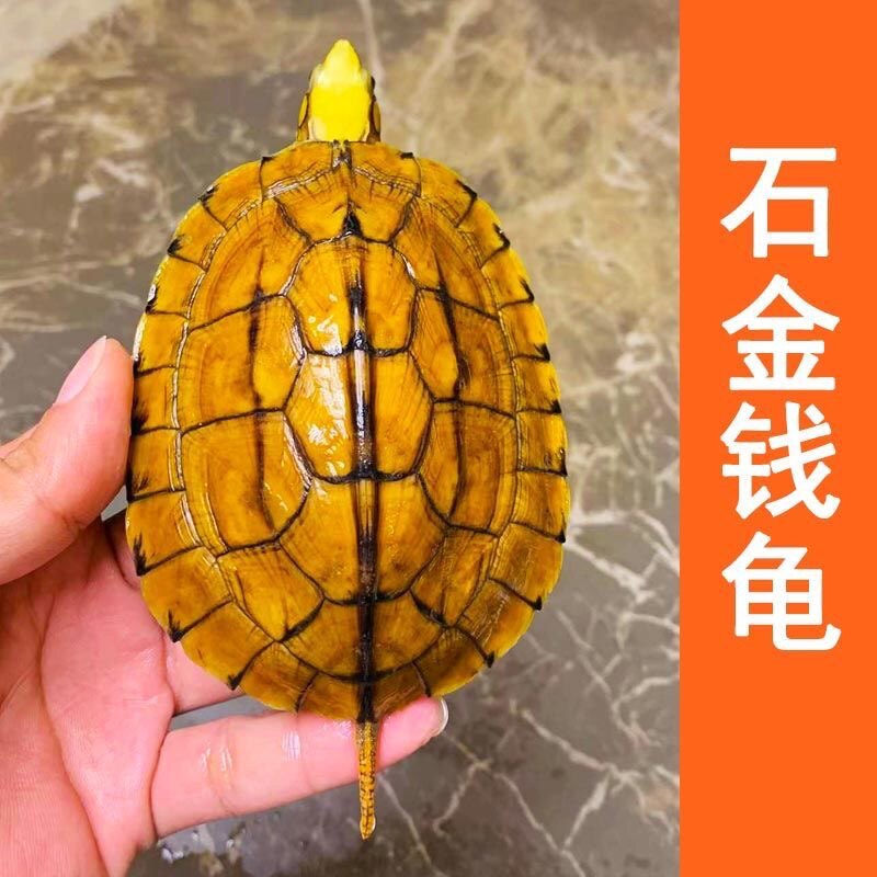 观赏龟龟煲汤龟观赏龟食用龟