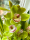 Высококачественная имитация цимбидиума в виде цветочной гостиной, высококачественное украшение бионической цветочной композиции, высококачественное украшение для посадки поддельных цветочных горшков mini 2