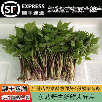 东北特产新鲜山野菜饺子