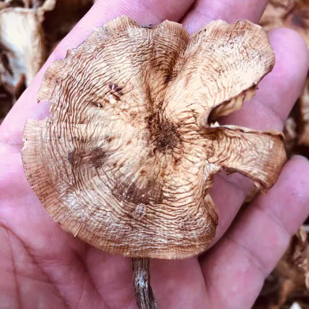 天然野生蘑菇特产榛蘑白蘑