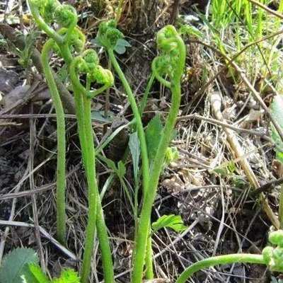 东北辽宁纯野生新鲜山野菜山蕨菜龙爪菜凉拌蘸酱小菜四份顺丰包邮