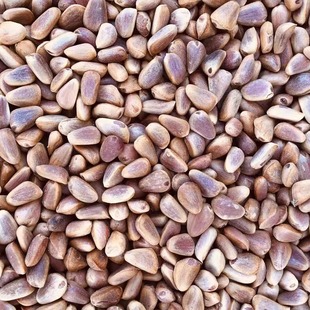 2025年新货野生新鲜颗粒生红塔松籽原味未加工东北辽宁桓仁特产