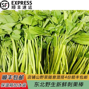东北特产刺五加野菜新鲜刺果棒刺拐棒蘸酱菜凉拌菜500g四份顺丰邮