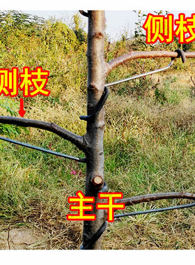 果树拉枝器改进型开角器压枝主干定型器别枝樱桃拨弯苹果拉枝神器