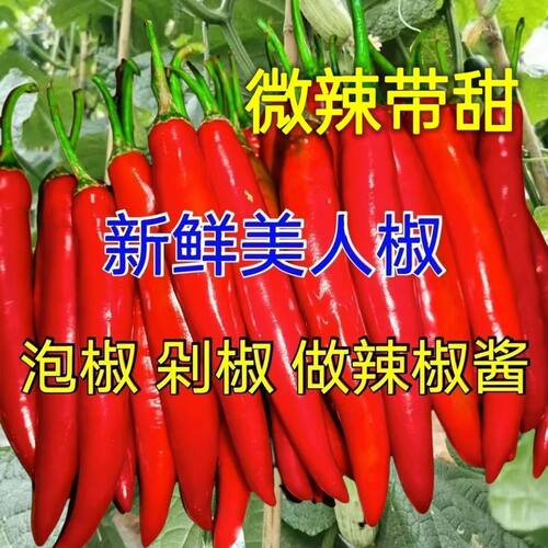 福建采摘红辣椒农家辣椒香辣辣椒新鲜美人椒泡椒红辣椒5斤