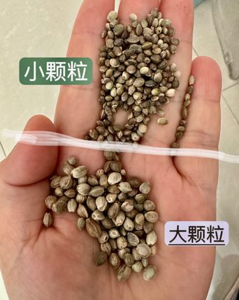 宝儿萌宠之家大颗粒油麻子玄凤虎皮牡丹鹦鹉粮增肥高蛋白奖励零食