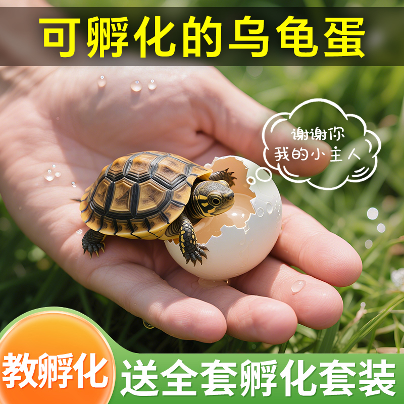 儿童成长玩具可孵化的乌龟蛋
