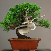 日本进口系鱼川真柏 10743