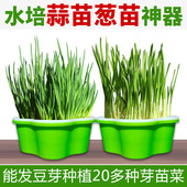 新款 小号育苗盘带盖保温盘芽苗菜种植盘无土栽培水培葱苗大蒜神器