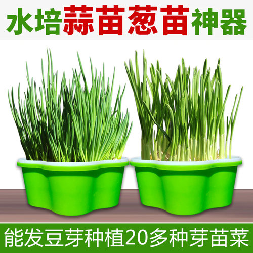 新款小号大蒜芽苗菜神器无土栽培