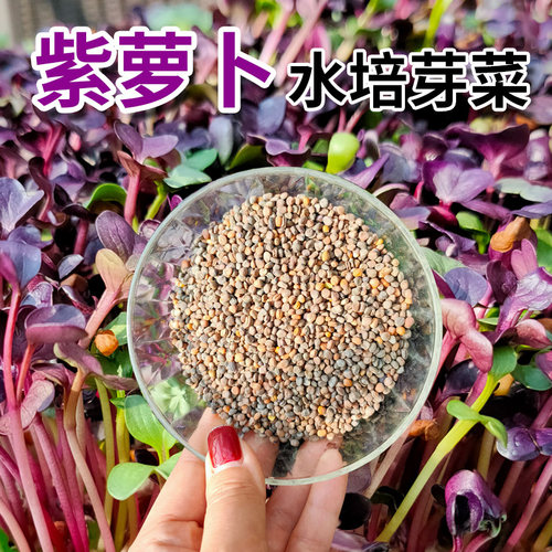 水培育苗盘无土栽培托盘种菜芽菜