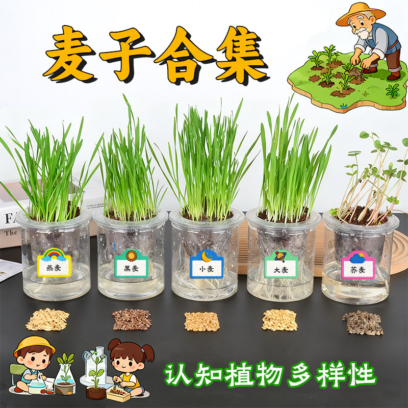 小麦大麦荞燕麦黑麦透明土培水培