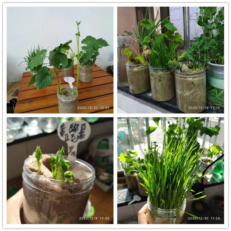 沙培种子发芽记录 观察植物生长 幼儿园角落布置 小学生观察日记