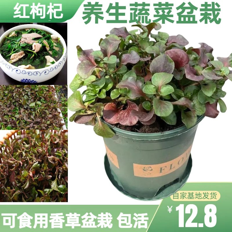 上海香草香草种子室内盆栽花卉