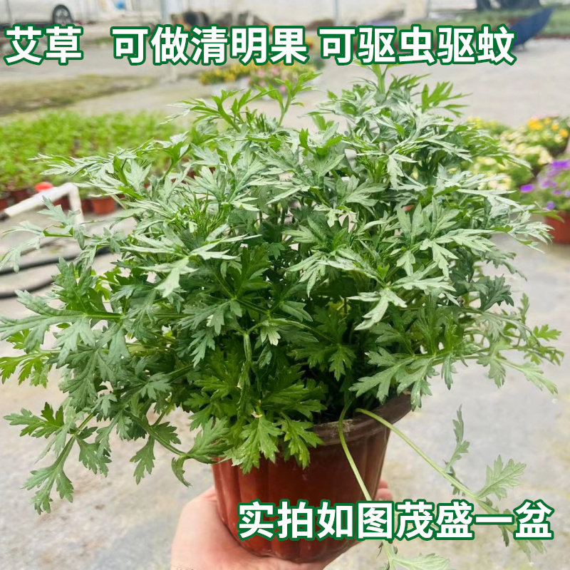 艾草新鲜盆栽植物室内阳台种植驱农技服务