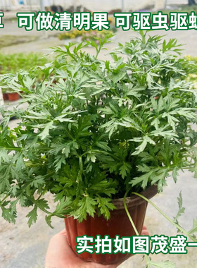 艾草新鲜盆栽植物室内阳台种植驱蚊艾叶苗四季绿色食用香草易成活