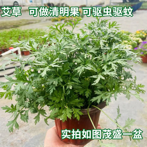 艾草新鲜盆栽植物室内阳台种植驱蚊艾叶苗四季绿色食用香草易成活