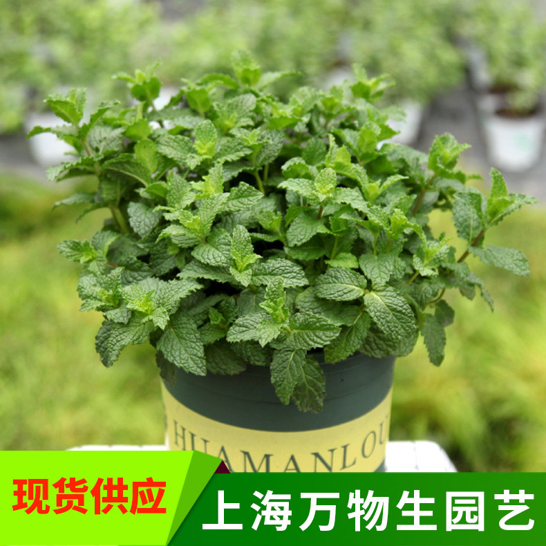 留兰香薄荷柠檬薄荷食用香草盆栽花卉薄荷草泡茶西餐调料煮鱼去腥