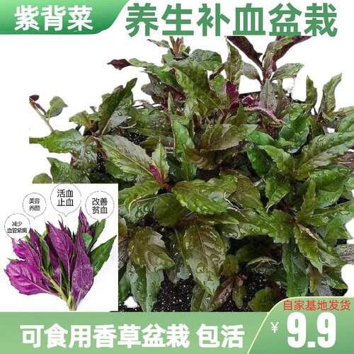 紫背菜苗天葵蔬菜种苗