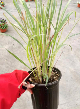 柠檬香茅 柠檬草 香茅草Cymbopogon citratus （DC.）Stapf多年生