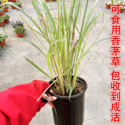 香茅草盆栽多年生户外