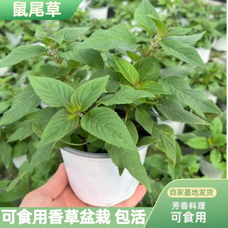 凤梨鼠尾草可吃开红花