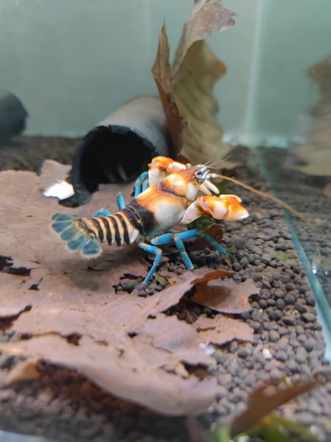 美系鳌虾蓝鉆!淡水鳌虾!