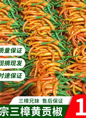 湖南衡东三樟鲜辣椒黄贡椒原产地直供新鲜黄辣子现摘现发1斤