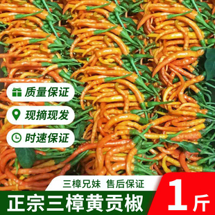 湖南衡东三樟鲜辣椒黄贡椒原产地直供新鲜黄辣子现摘现发1斤